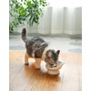 image:imageRaised Cat Food Bowl Ceramic 15 Tilted Cat Food Bowls Protect Cats Spine Anti Vomiting Backflow Prevention Bowls for Adult Kitty Kitten and Small Dogs PinkWhite Ears