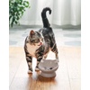 image:imageRaised Cat Food Bowl Ceramic 15 Tilted Cat Food Bowls Protect Cats Spine Anti Vomiting Backflow Prevention Bowls for Adult Kitty Kitten and Small Dogs GreenFaceGrey1P
