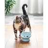 image:imageRaised Cat Food Bowl Ceramic 15 Tilted Cat Food Bowls Protect Cats Spine Anti Vomiting Backflow Prevention Bowls for Adult Kitty Kitten and Small Dogs GreenFaceBlue1P