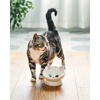 image:imageRaised Cat Food Bowl Ceramic 15 Tilted Cat Food Bowls Protect Cats Spine Anti Vomiting Backflow Prevention Bowls for Adult Kitty Kitten and Small Dogs GreenPink Ears